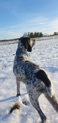 Étalon Braque d'Auvergne - Salsa du ruisseau de Montbrun
