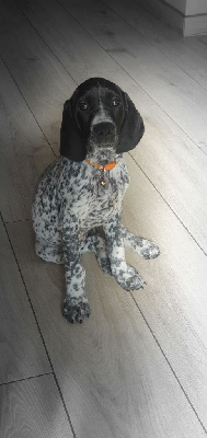 Étalon Braque d'Auvergne - Awai De La Vallée De La Pérelle