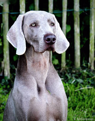 Étalon Braque de Weimar - Austen silberweiss do luar do cabeÇo