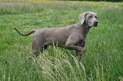 Étalon Braque de Weimar - Xdream vic'story Des brumes des bois