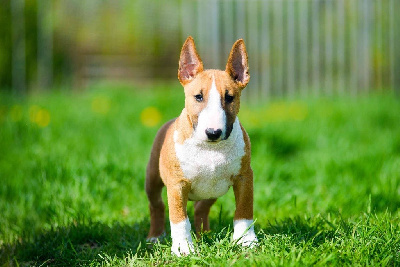 Étalon Bull Terrier Miniature - Torrid blaze venturesome