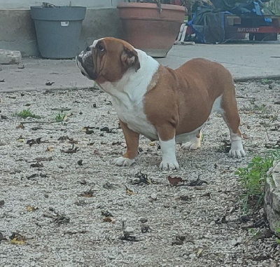 Étalon Bulldog Anglais - Sweety love du Royaume De Maléfice