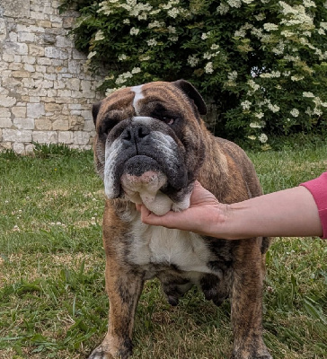 Étalon Bulldog Anglais - Headley Bull's Uptown girl