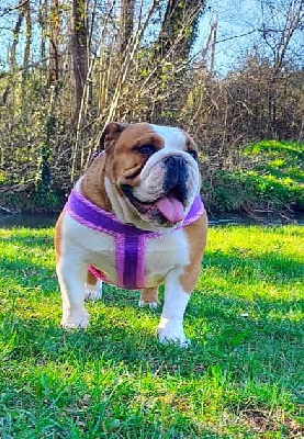 Étalon Bulldog Anglais - Unique adrian du Royaume des Anges