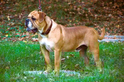 Étalon Bulldog continental - CH. Tenno Des sources sacrees