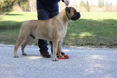 Étalon Bullmastiff - Unik ralph Notorious Biggie Bull