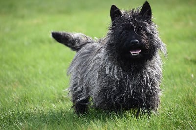 Étalon Cairn Terrier - Shanon Des bories de yakoubia