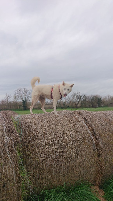 Étalon Canaan Dog - CH. Moon Of Starlight Uria