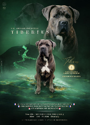 Étalon Cane Corso - CH. Arvernmolosse Tiberius