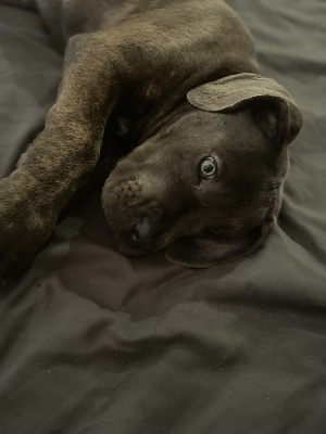 Étalon Cane Corso - Alouna Cerberes Legend