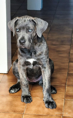 Étalon Cane Corso - Alma De La Tour Du Mont D'Or
