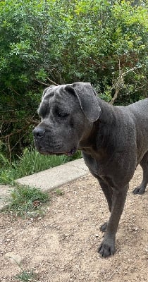 Étalon Cane Corso - Ultima Du Mas Des Origines