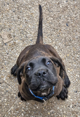 Étalon Cane Corso - Valka Cerberes Legend