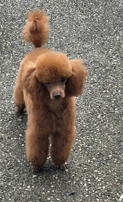 Étalon Caniche - Uptown girl Of Aveburry Queen