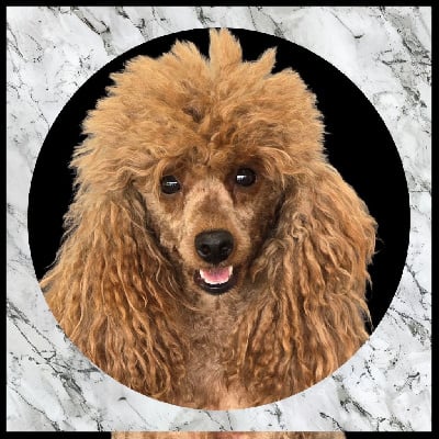 Étalon Caniche - Taiwann rach-boy Du Domaine De La Pruneraie