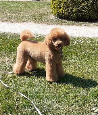 Étalon Caniche - Volubilis élégant De L'Enchantement Des Muses