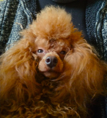 Étalon Caniche - Undawen des Loves De Celia