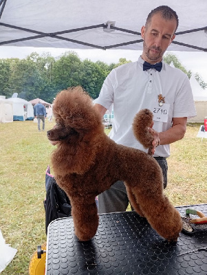 Étalon Caniche - Ultra chic dite uliana du voile d'argent