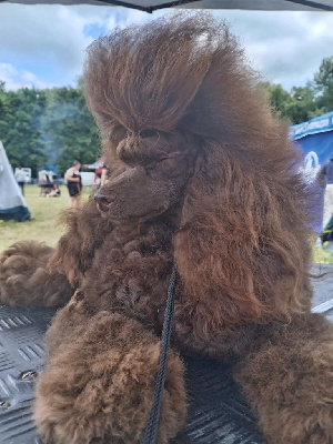 Étalon Caniche - Vitamine c dit cali du voile d'argent