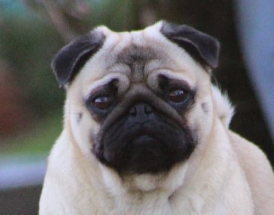 Étalon Carlin - New Soul Rest of my life