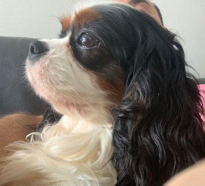 Étalon Cavalier King Charles Spaniel - Clarival Mona lisa