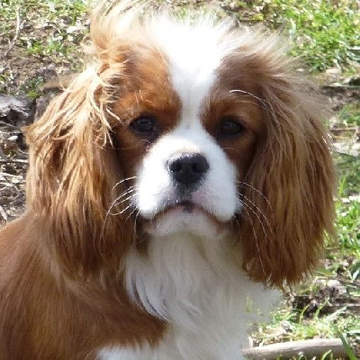 Étalon Cavalier King Charles Spaniel - Victoria Des Bergers De La Tribu De Dana