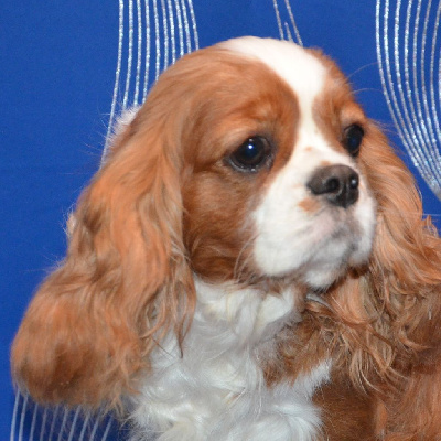 Étalon Cavalier King Charles Spaniel - Texane de la Vallée d'Alina