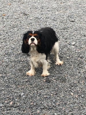 Étalon Cavalier King Charles Spaniel - Tino du moulin de madjurie