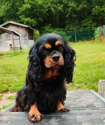 Étalon Cavalier King Charles Spaniel - Salsa Des Grands Reves Du Sud
