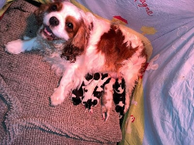 Étalon Cavalier King Charles Spaniel - Tea for two de Castelburry