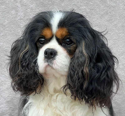 Étalon Cavalier King Charles Spaniel - Wannabe wow Of an excellent choice