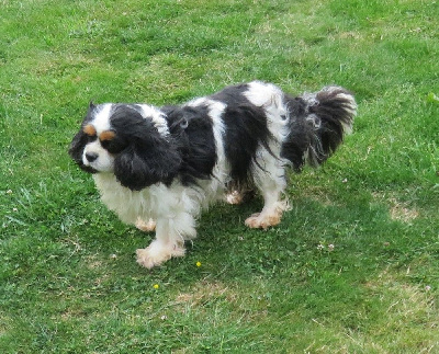 Étalon Cavalier King Charles Spaniel - Romance de la maison du ryez