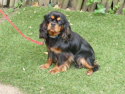 Étalon Cavalier King Charles Spaniel - Umea Du Temps Des Amazones