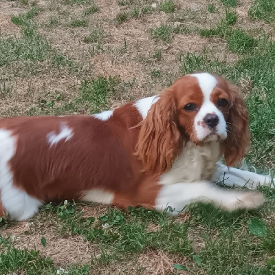 Étalon Cavalier King Charles Spaniel - Victime de la mode Du Bois Des Girardons