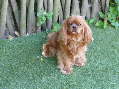 Étalon Cavalier King Charles Spaniel - Utah Du Temps Des Amazones