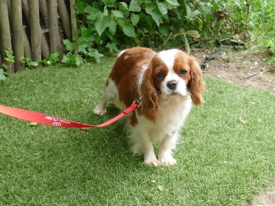 Étalon Cavalier King Charles Spaniel - Ulove Du Temps Des Amazones