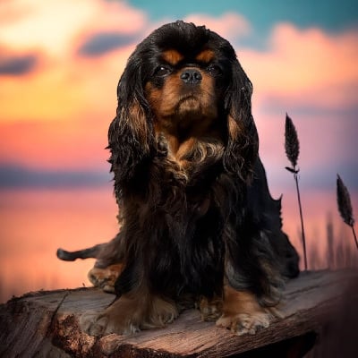 Étalon Cavalier King Charles Spaniel - Scilia De la geode