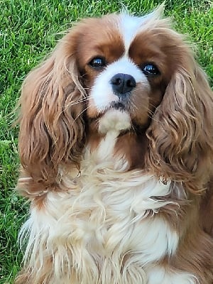 Étalon Cavalier King Charles Spaniel - Thalia du domaine du grand saule