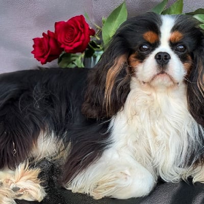 Étalon Cavalier King Charles Spaniel - Valente De la geode