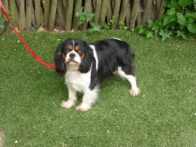 Étalon Cavalier King Charles Spaniel - Une jolie rose dite maya Du Temps Des Amazones