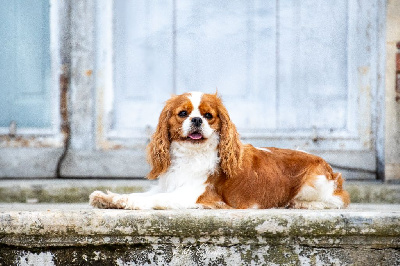 Étalon Cavalier King Charles Spaniel - Una pequeña estrella de castelburry