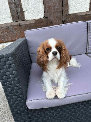 Étalon Cavalier King Charles Spaniel - Un zeste de citron du domaine de machrisor