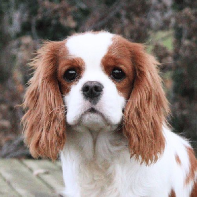 Étalon Cavalier King Charles Spaniel - Vidocq Du Mas De Dixie