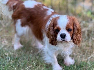 Étalon Cavalier King Charles Spaniel - Surprise De la geode