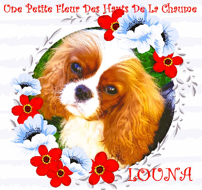 Étalon Cavalier King Charles Spaniel - CH. Une petite fleur Des Hauts De La Chaume