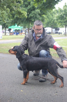 Étalon Chien courant slovaque - Samba Des Tannières Aux Mordorées