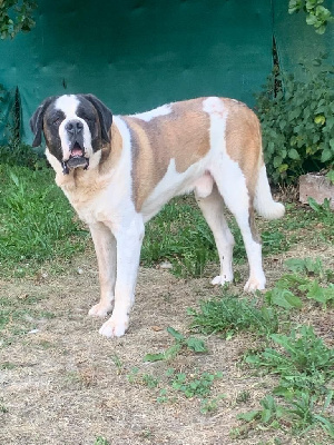 Étalon Chien du Saint-Bernard - Codi od strazcu hor