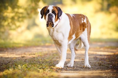 Étalon Chien du Saint-Bernard - Raven lee Du Domaine D'Arka