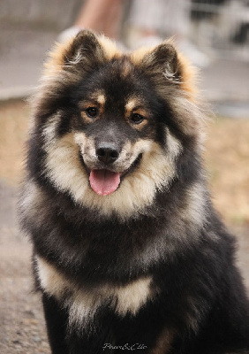 Étalon Chien finnois de Laponie - Vought homelander Legend Of Raven