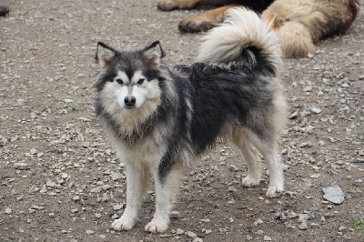 Étalon Chien finnois de Laponie - Tweegy Lanka Fire